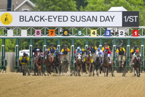 Black-Eyed-Susan.jpg