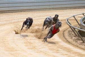 greyhound-.jpg